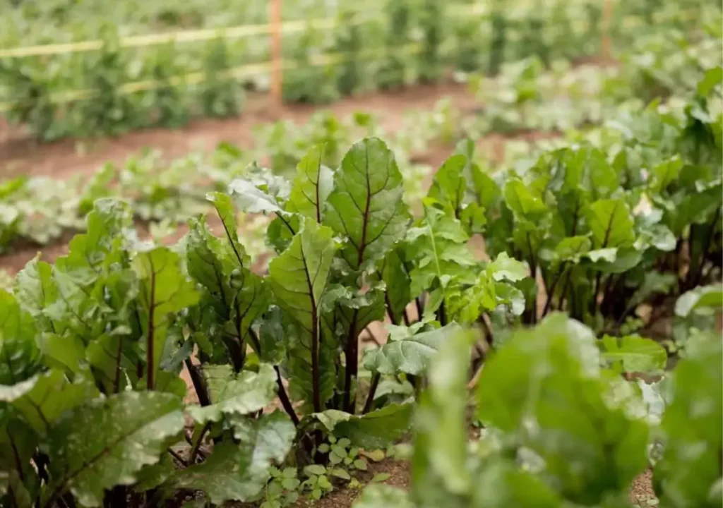 Fileres de plantes de fulla verda que creixen a la terra d'un jardí o granja, amb plantes borroses al fons.