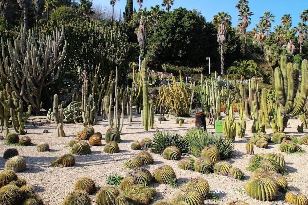A desert garden near Montjuïc Castle in Barcelona showcases various cacti and succulents in sandy soil, surrounded by palm trees and dense greenery, making it a unique tourist attraction.