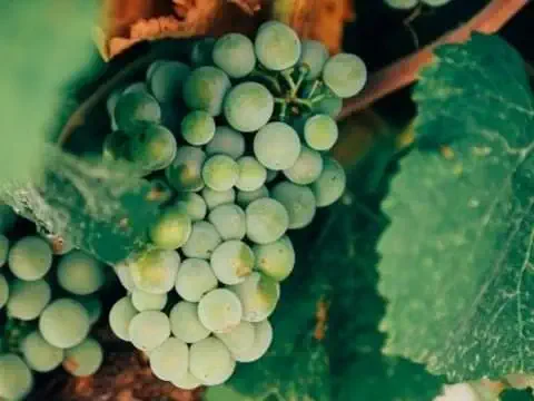 A close-up of a cluster of green grapes hanging on a vine, surrounded by large green leaves—perfect for discovering during a Corpinnat sparkling wines winery tour.