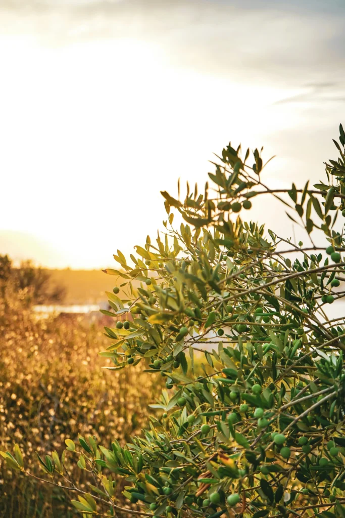 Olive tree branches with green olives in the foreground capture the rich flavours of the Mediterranean, while a sunlit field and bright sky evoke memories of journeys through Barcelona’s scenic landscapes.