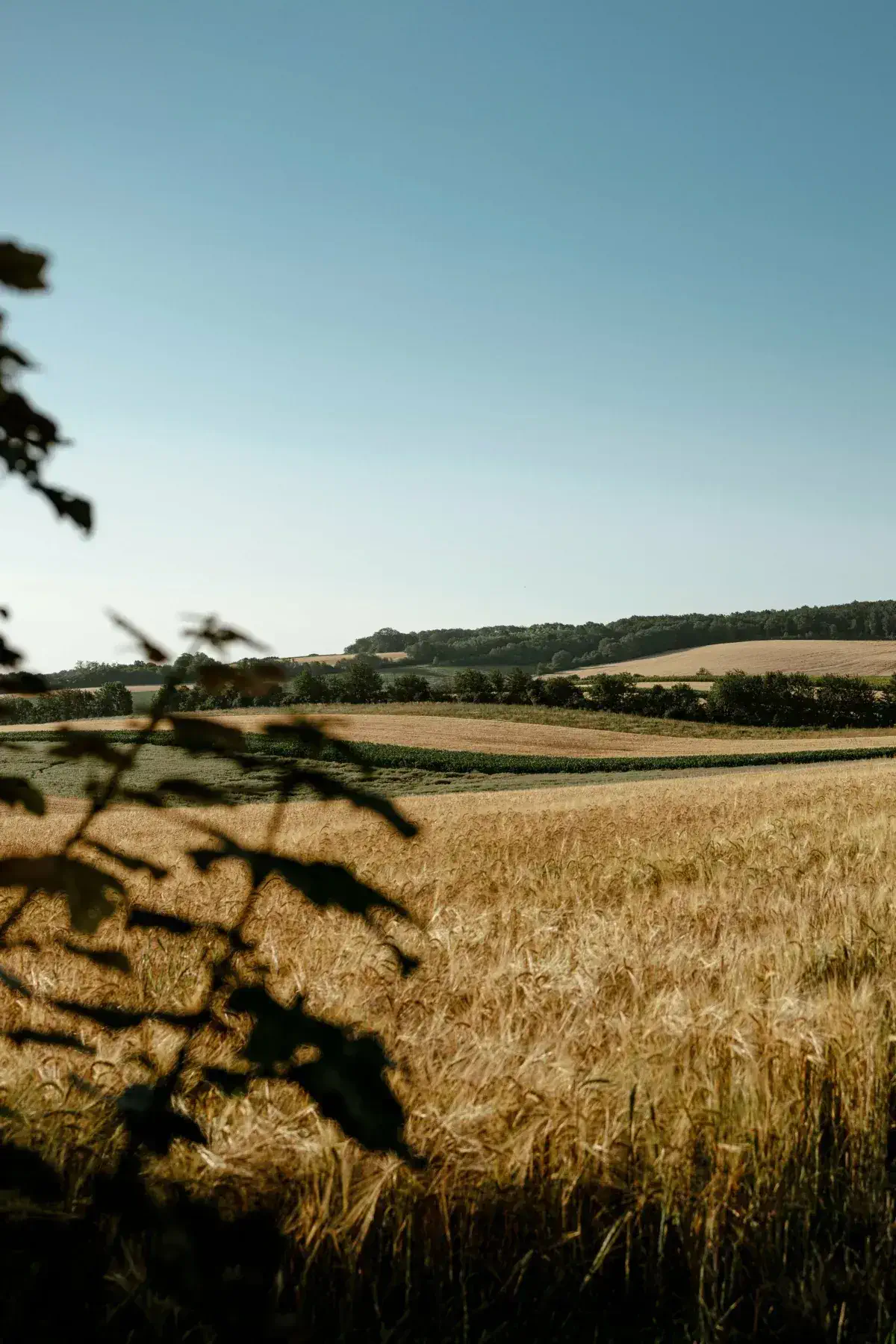 A rural landscape with golden fields of grain, rolling hills, and a clear blue sky—partially framed by tree branches in the foreground—suggests the charm of local markets set up nearby on Thursday Markets.