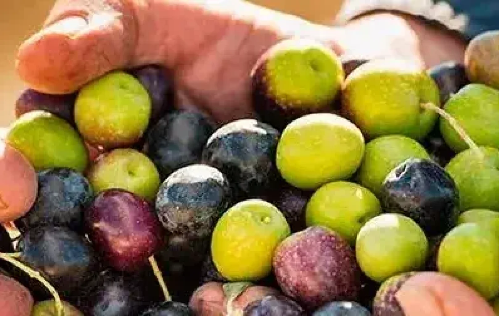 Un primer pla d'unes mans que sostenen una barreja d'olives verdes i morades acabades de collir, a punt per ser transformades en oli d'oliva artesanal.