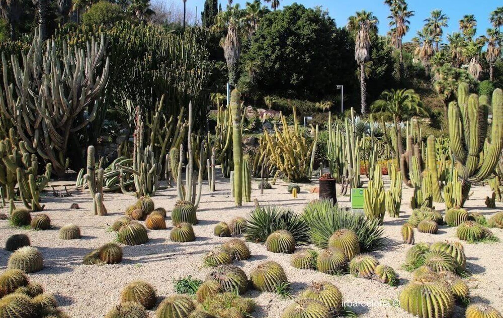 Un jardín desértico cerca del castillo de Montjuïc, en Barcelona, presenta una variedad de cactus y suculentas, con especies de cactus altos y redondos esparcidos por el suelo arenoso, con las palmeras como telón de fondo.