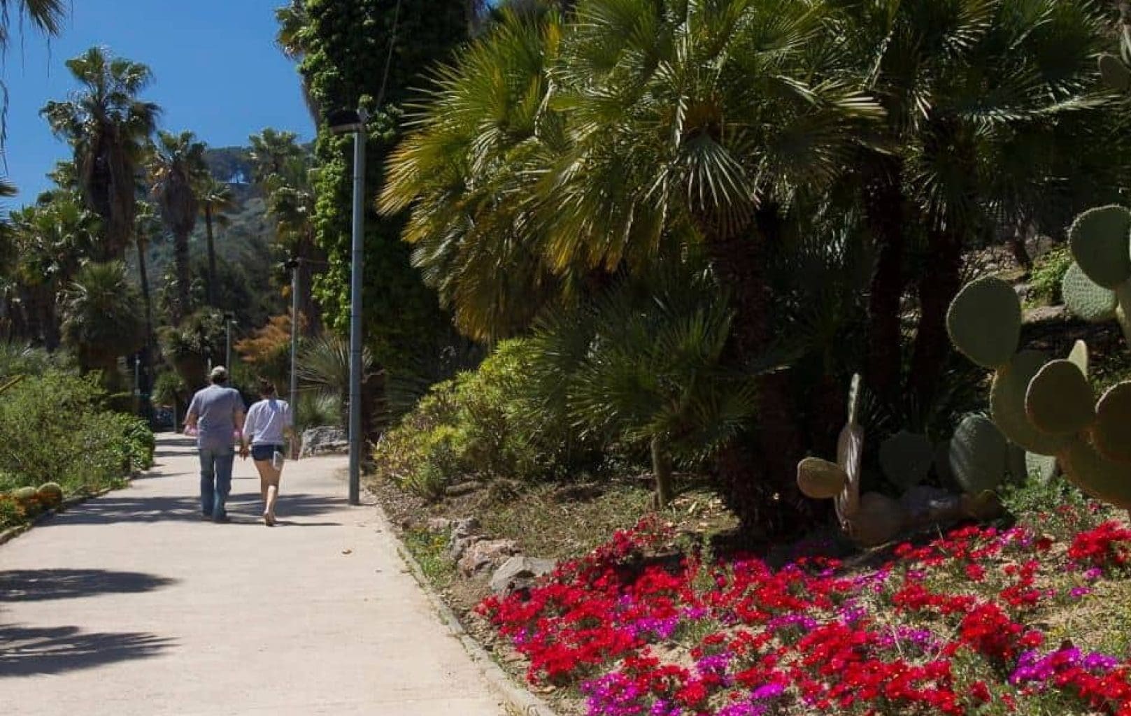 Dos personas caminan por un sendero pavimentado bordeado de palmeras, cactus y vibrantes flores rojas y moradas bajo un cielo azul despejado en el jardín de cactus Jardines Mossèn Costa y Llobera de Barcelona.