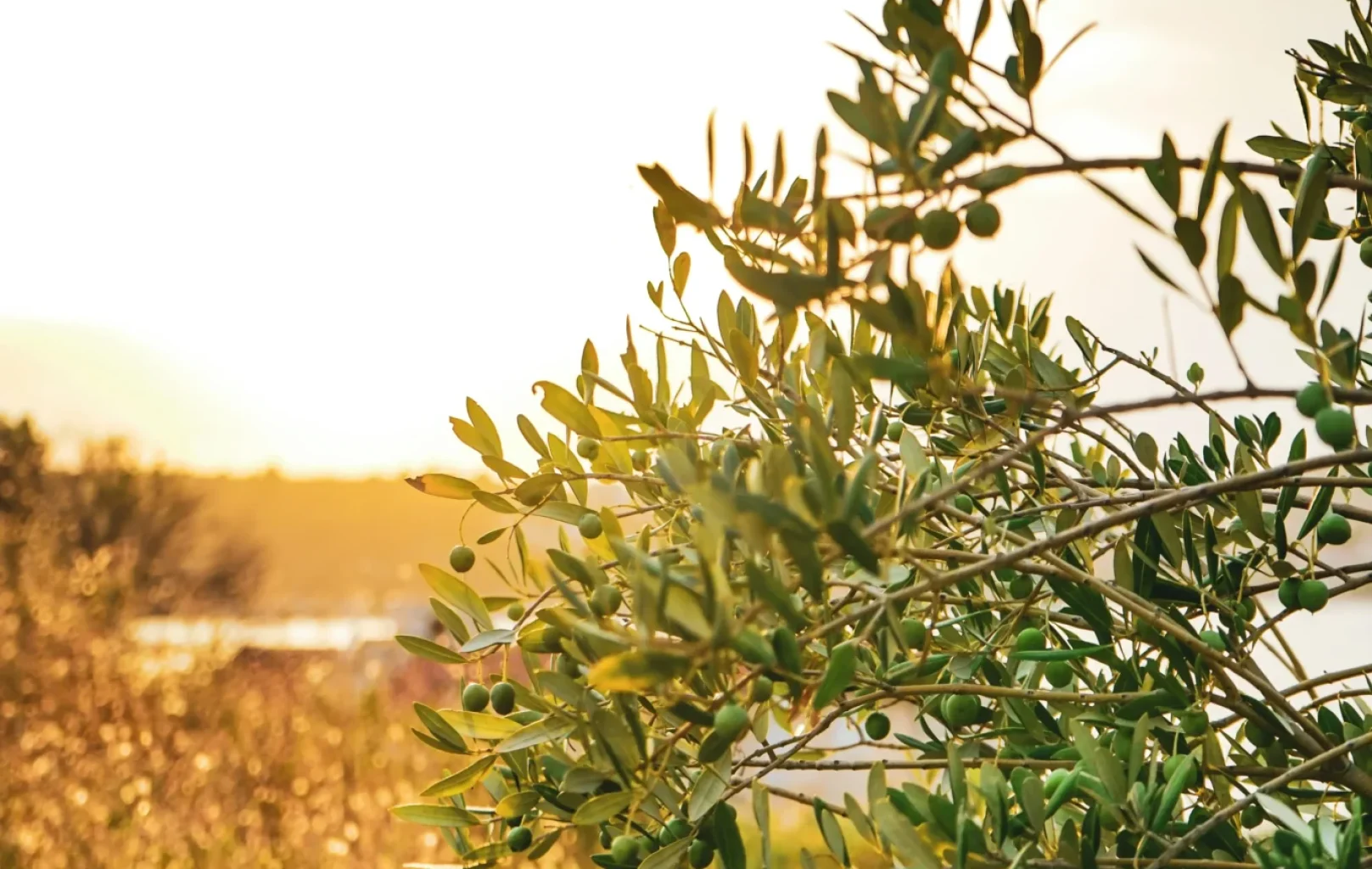 Ramas de olivo con pequeñas aceitunas sin madurar en primer plano, iluminadas por la cálida luz del sol durante la puesta de sol en un entorno natural al aire libre, evocan un viaje de sabores que recuerda el encanto mediterráneo de Barcelona.